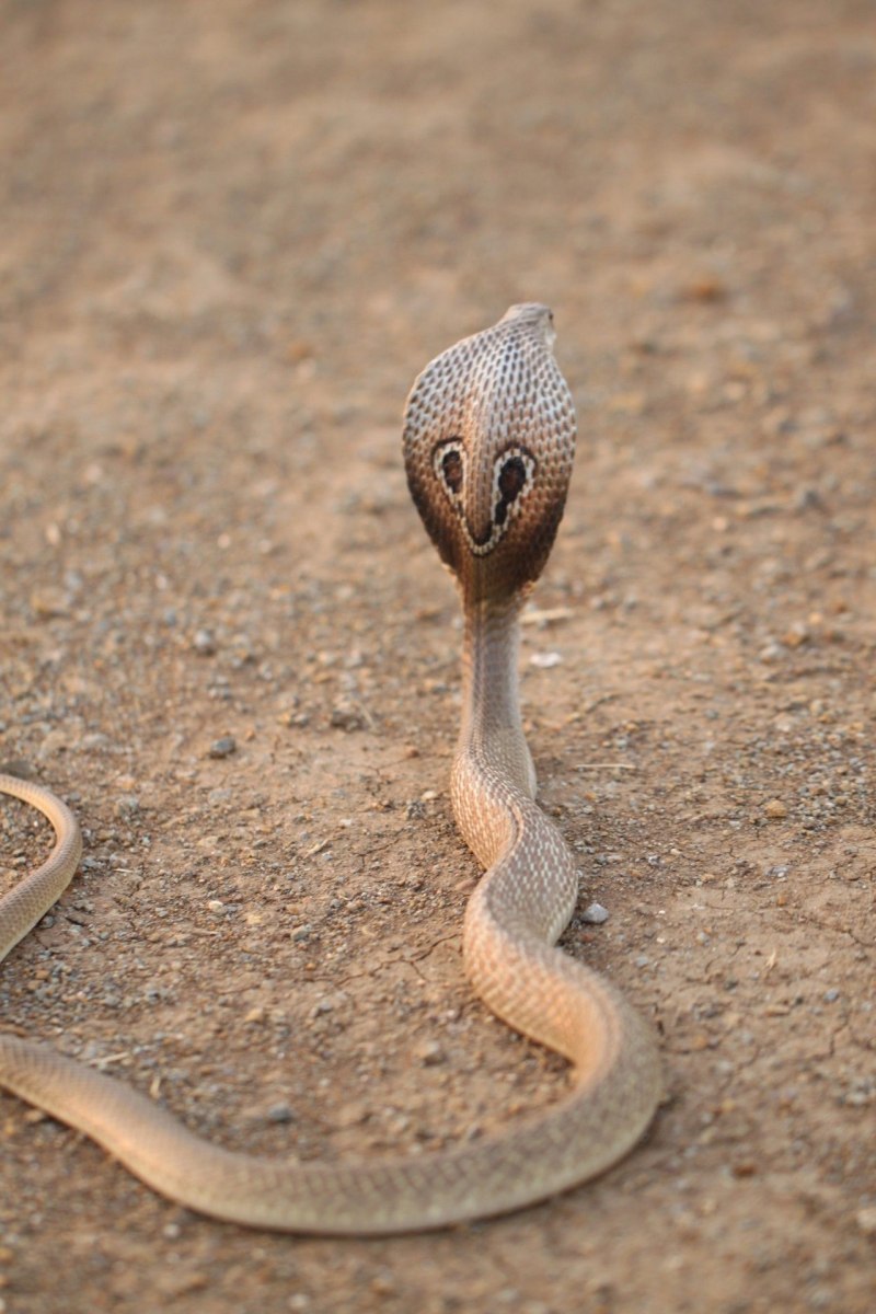 Ушастая кобра (56 фото)