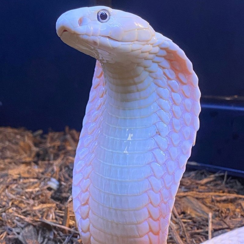 King Cobra