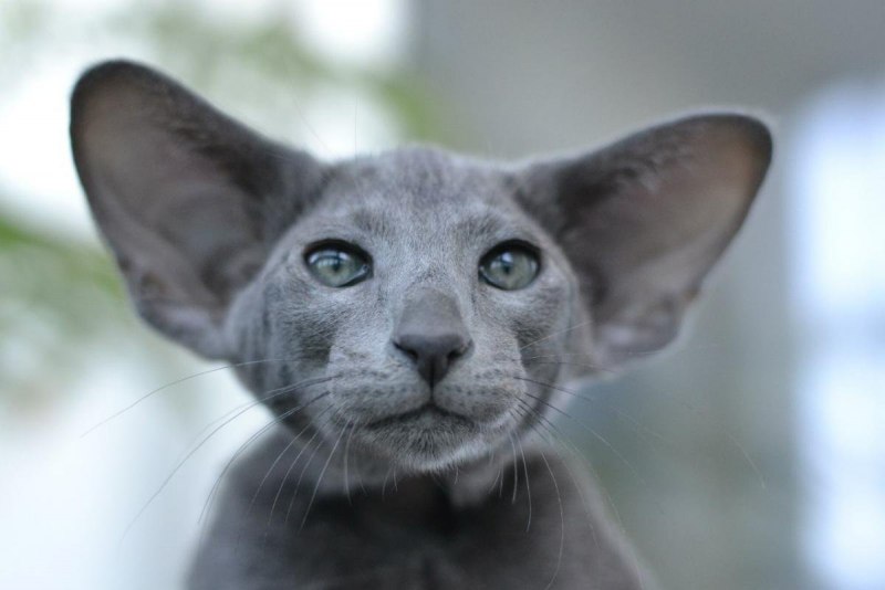 Коты ориенталы