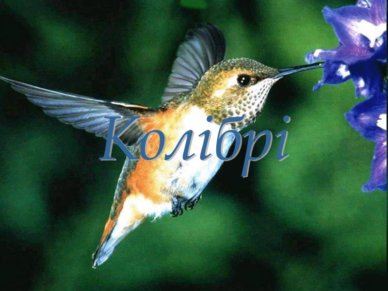Животные Южной Америки Колибри