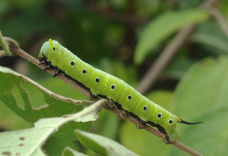 Gnophria rubricollis гусеница