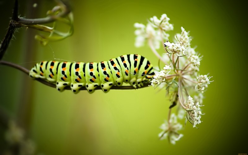 Гусеница Papilio