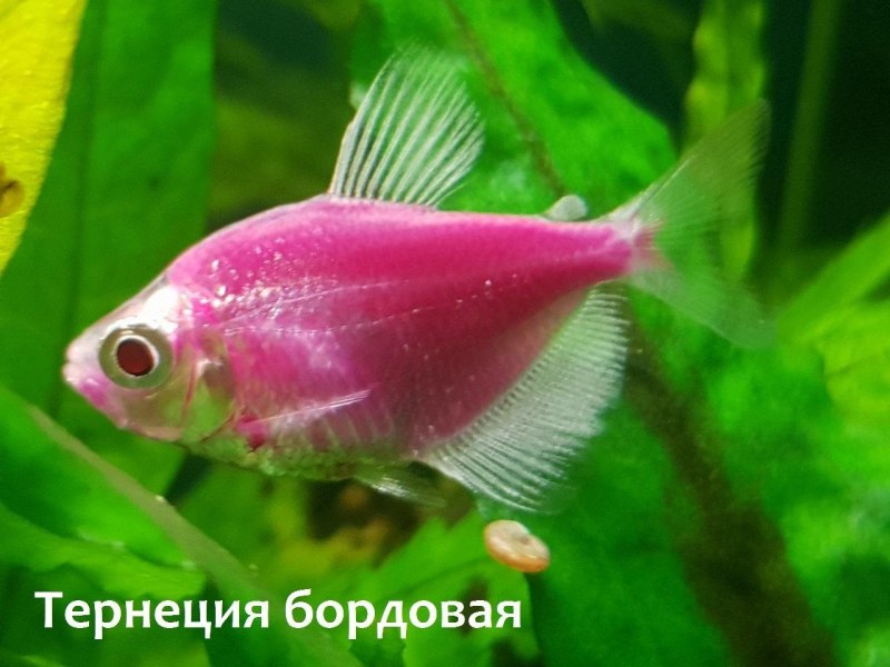 Тернеция Бриллиантовая
