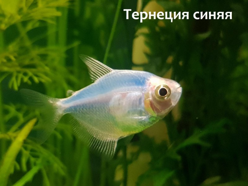 Тернеция альбинос