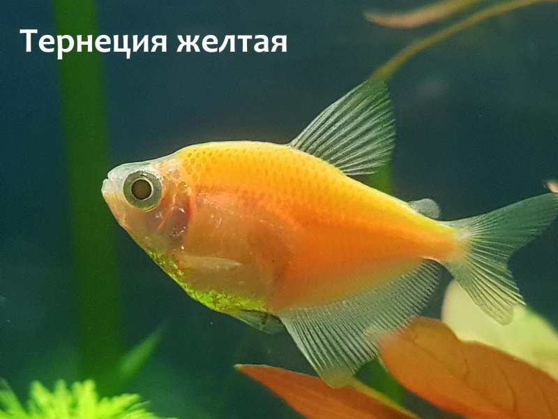 Скалярии аквариумные рыбки