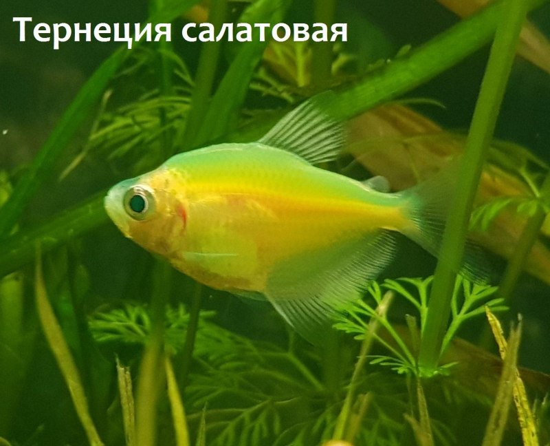Тернеция глофиш личинки