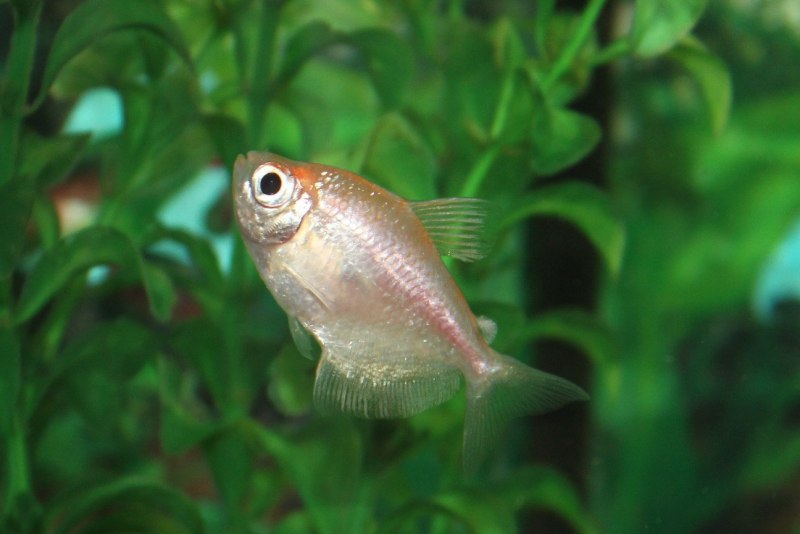Gymnocorymbus Bondi