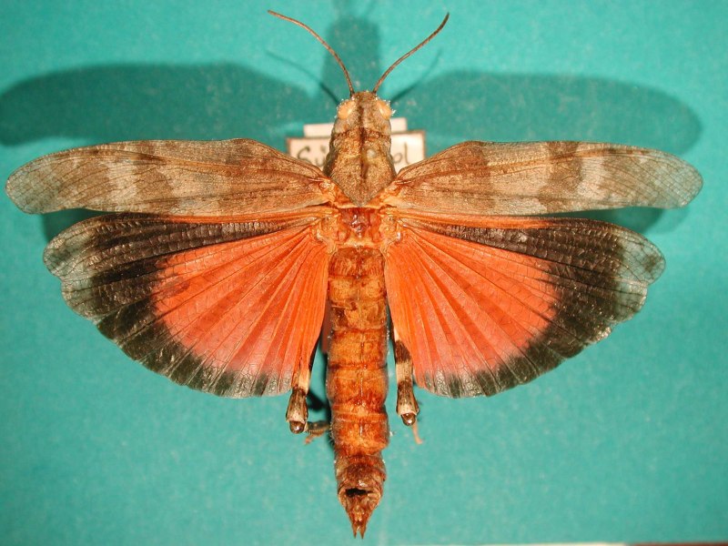 Чернополосая кобылка Oedaleus Decorus