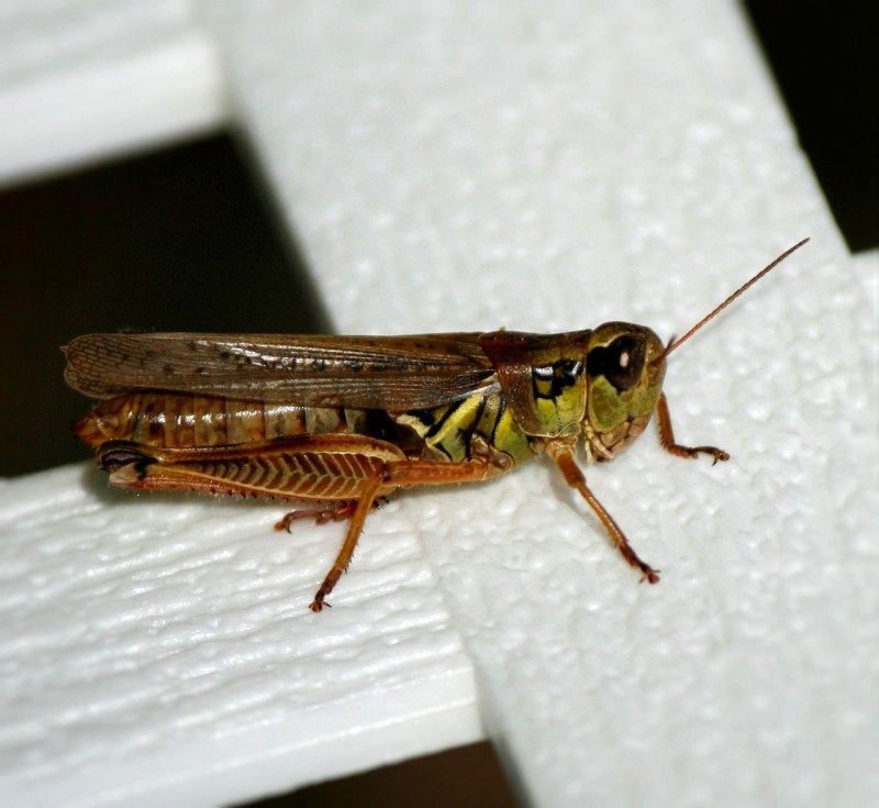Кобылка темнокрылая / Stauroderus scalaris
