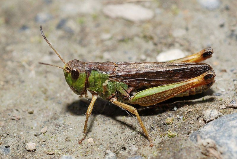 Кузнечик Tettigonia viridissima
