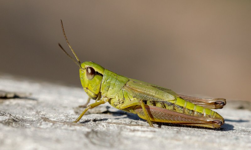 Thisoicetrinus Pterostichus