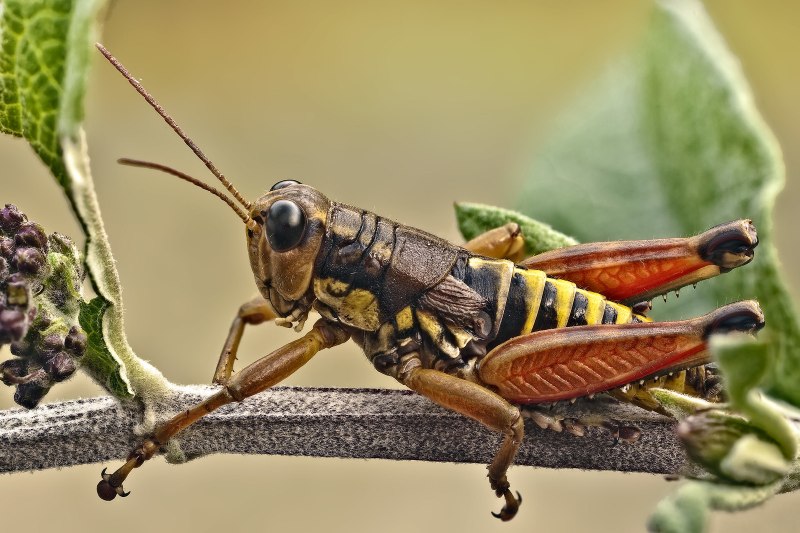 Oedipoda caerulescens