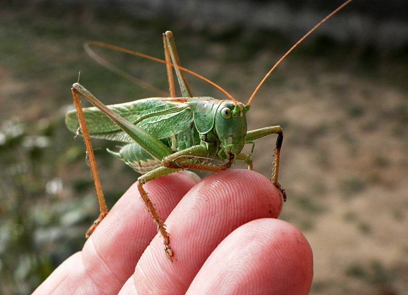 Anacridium aegyptium