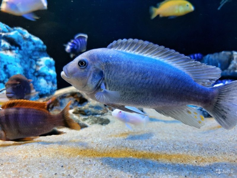 Попугай синий тигровый Hybrid Cichlid