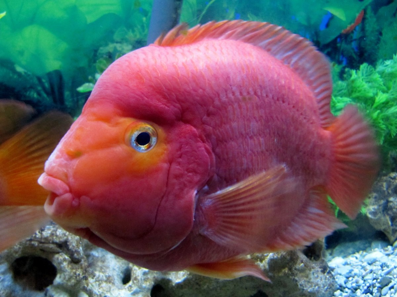 Queen Parrotfish