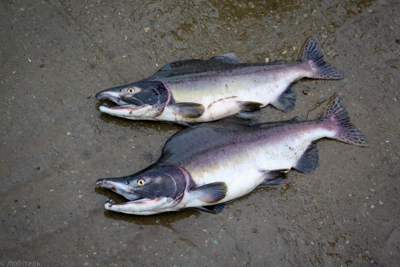 Горбуша (Oncorhynchus gorbuscha)