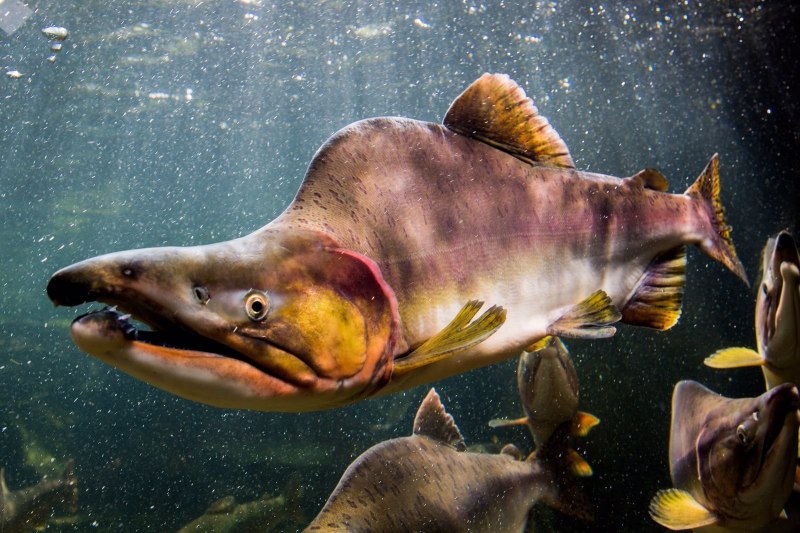 Горбуша (Oncorhynchus gorbuscha)
