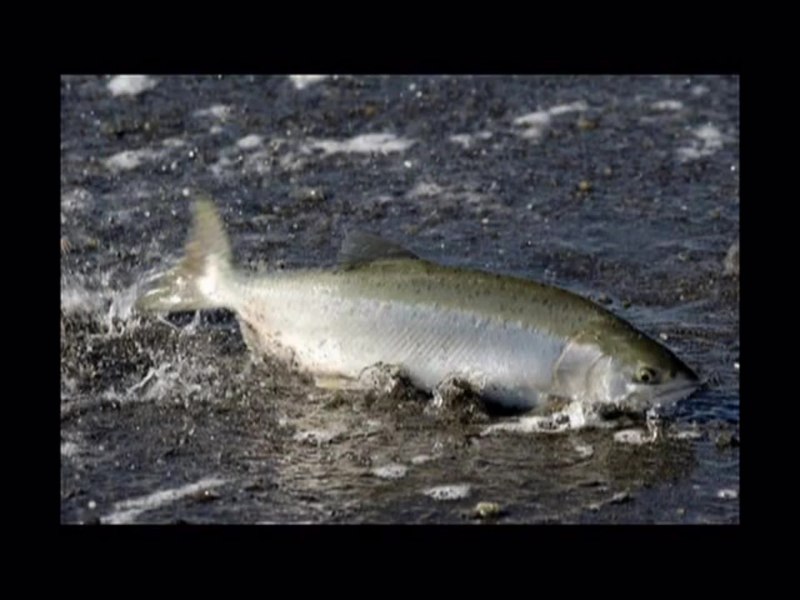 Лосось стальноголовый (Salmo gairdneri)