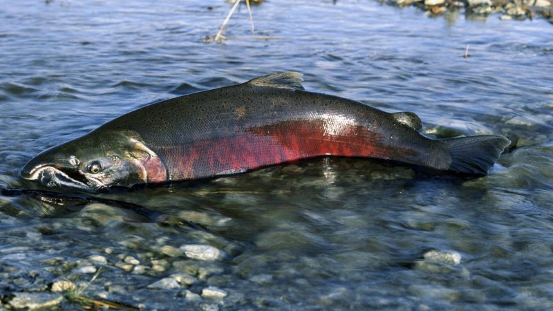 Семейство лососевые (Salmonidae)