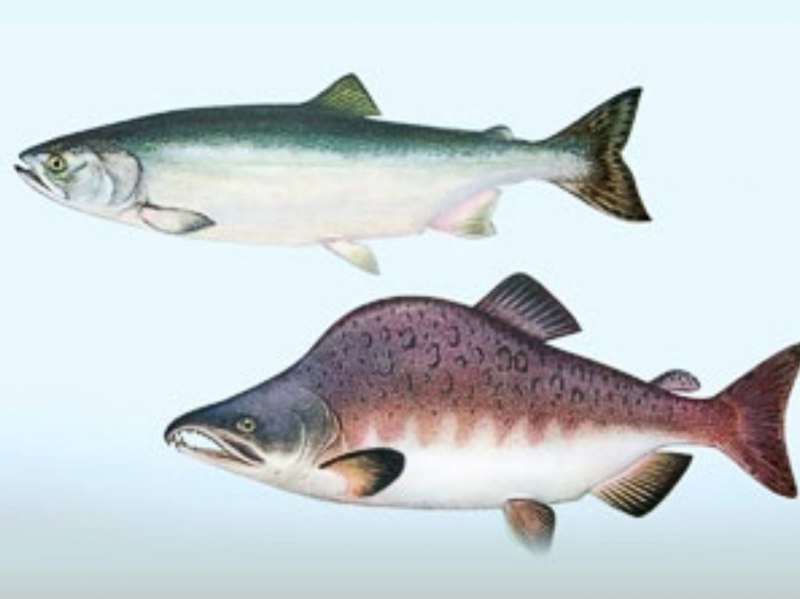 Горбуша (Oncorhynchus gorbuscha)