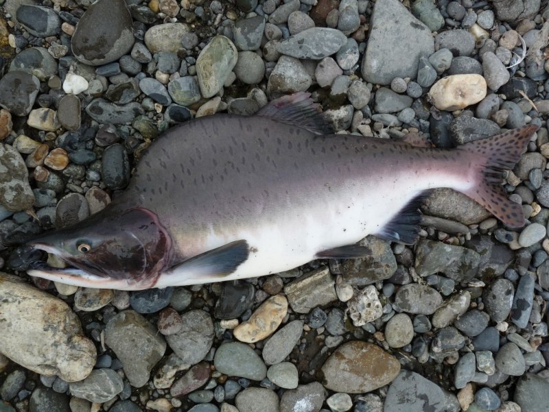 Горбуша (Oncorhynchus gorbuscha)