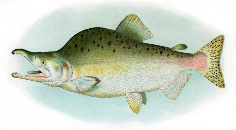 Pink Salmon горбуша - Oncorhynchus gorbuscha