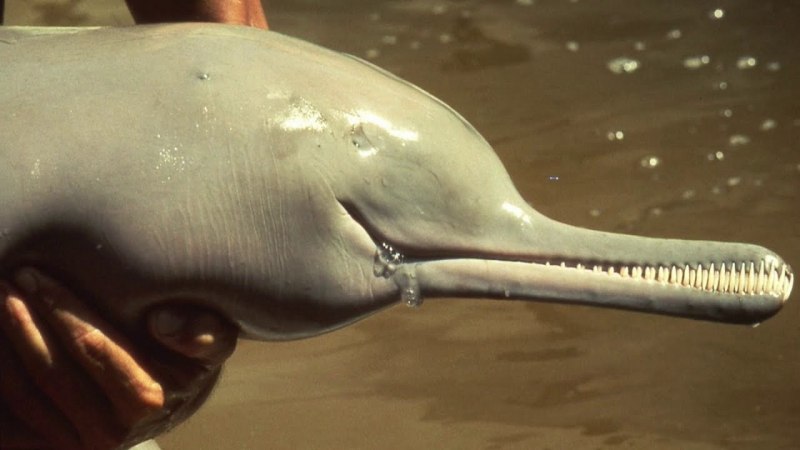 Гангские дельфины (68 фото)