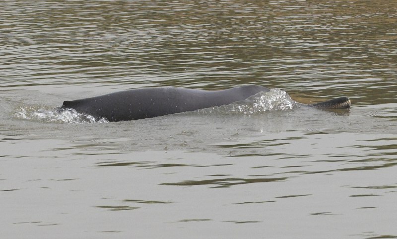 Амазонская иния (Inia geoffrensis)