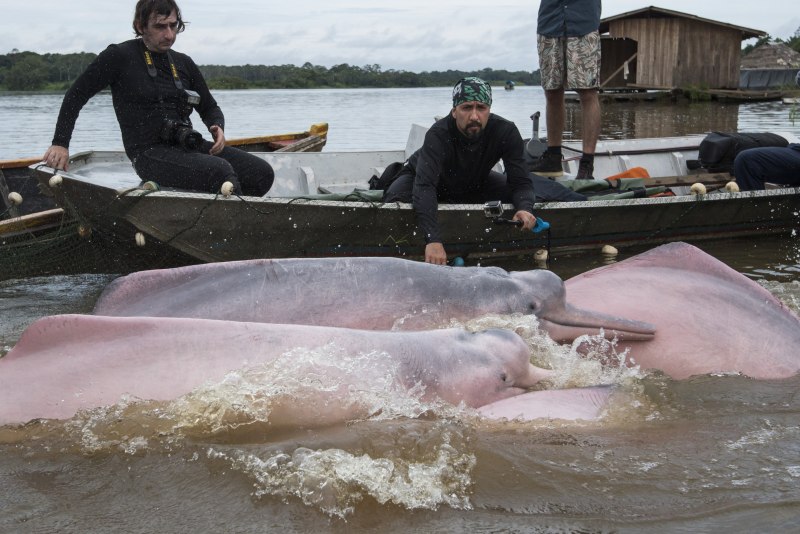 Речной Дельфин Байджи Baiji Dolphin