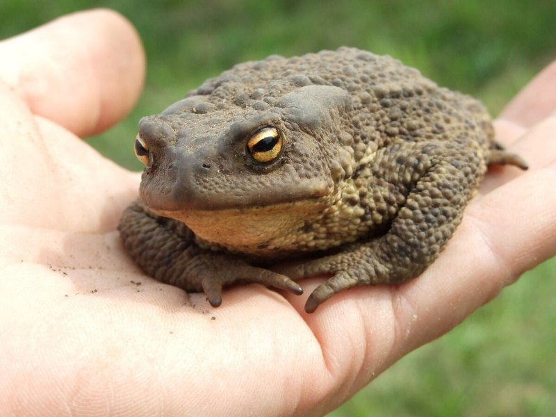 Южноафриканский узкорот