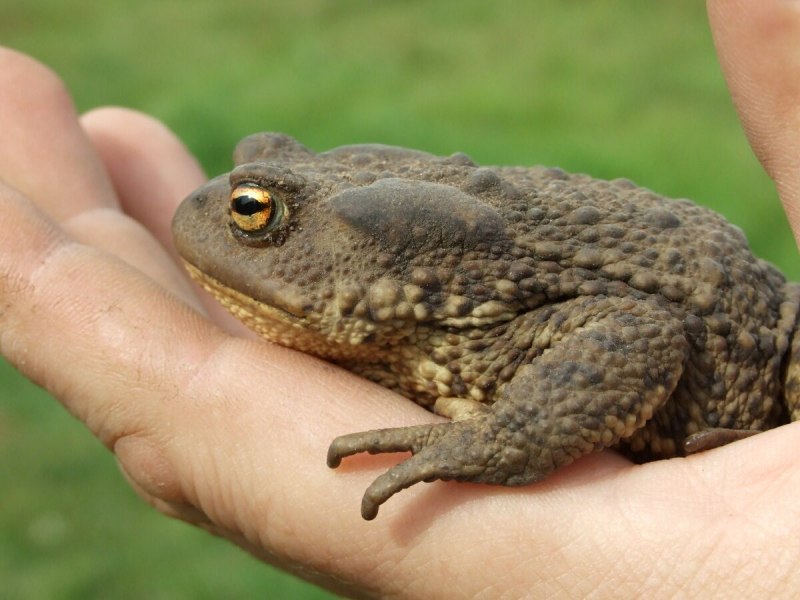 Breviceps Namaquensis