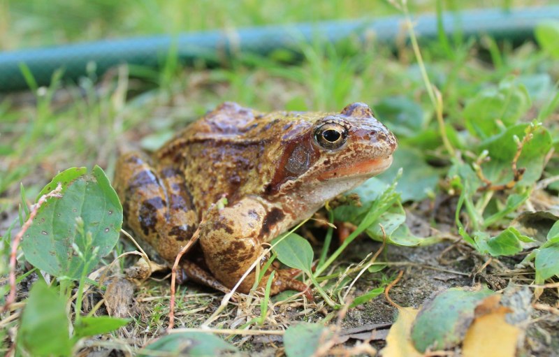 Черная дождевая лягушка breviceps fuscus