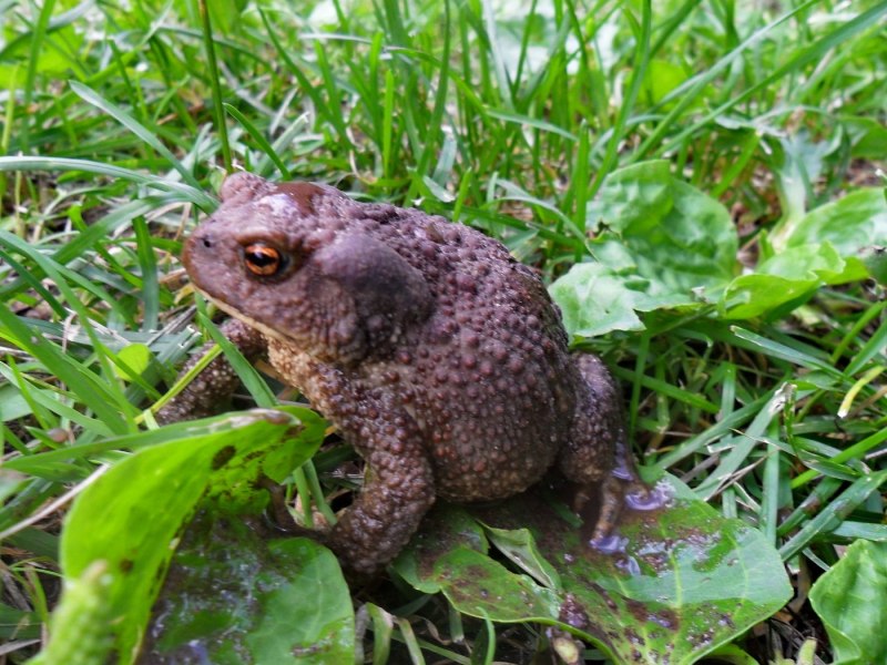 Южноафриканский узкорот