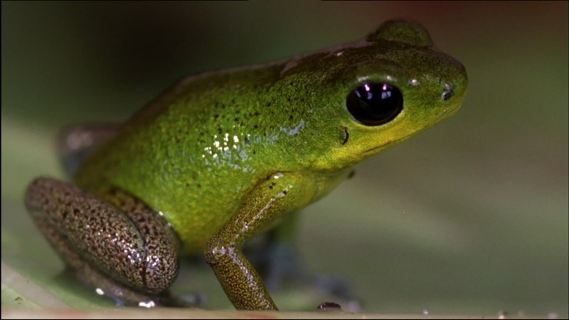 Черная дождевая / breviceps fuscus