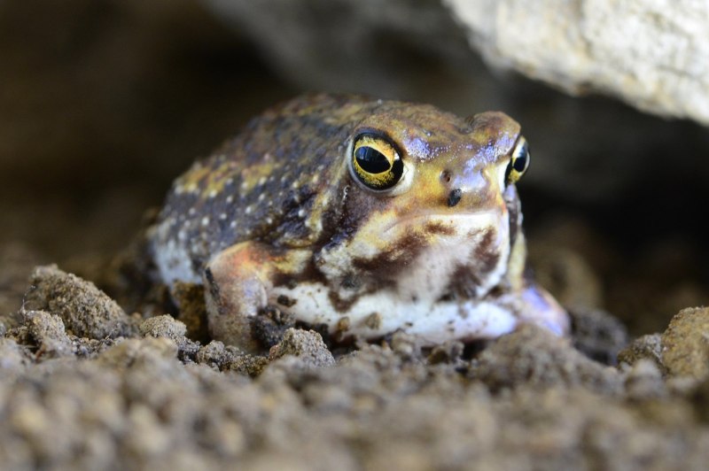 Африканский узкорот breviceps fuscus