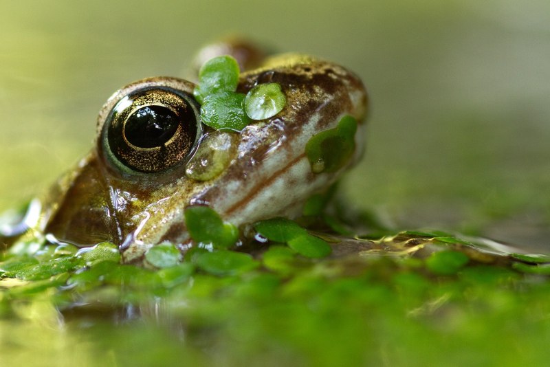 Лягушка breviceps fuscus