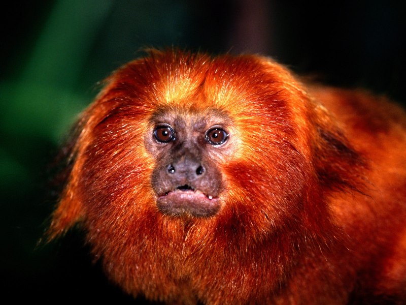 Красная обезьяна (58 фото)