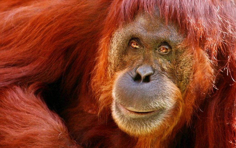 Орангутан (pongo pygmaeus)