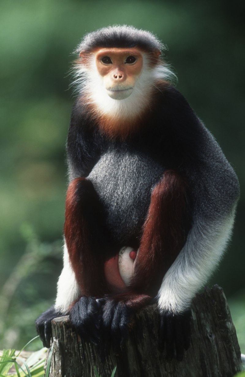 Golden Lion Tamarin