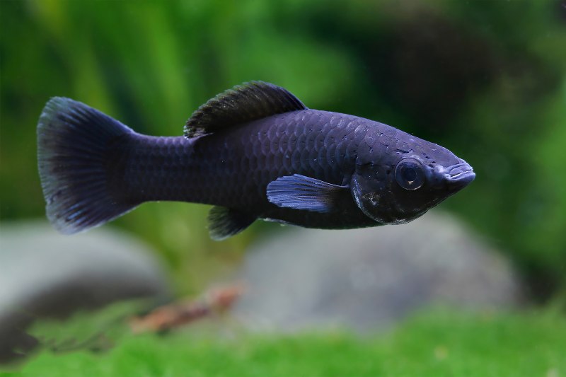 Чёрная Молли (Моллинезия)