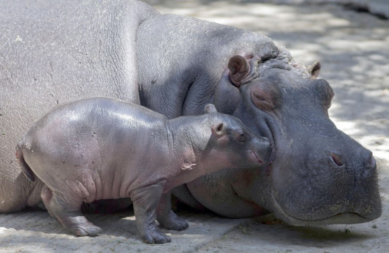 Hippopotamus Zoo