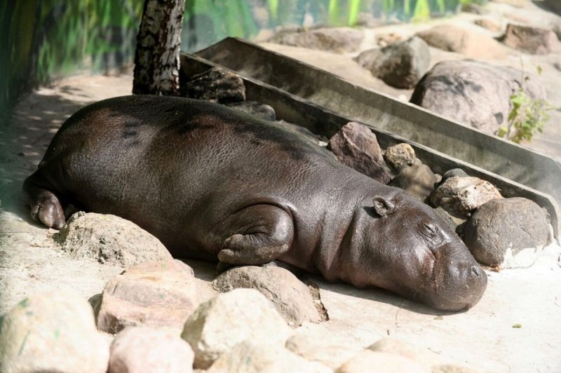 Hippopotamus amphibius