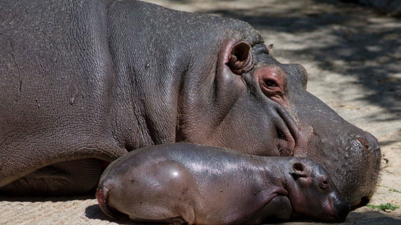 Pygmy Hippo