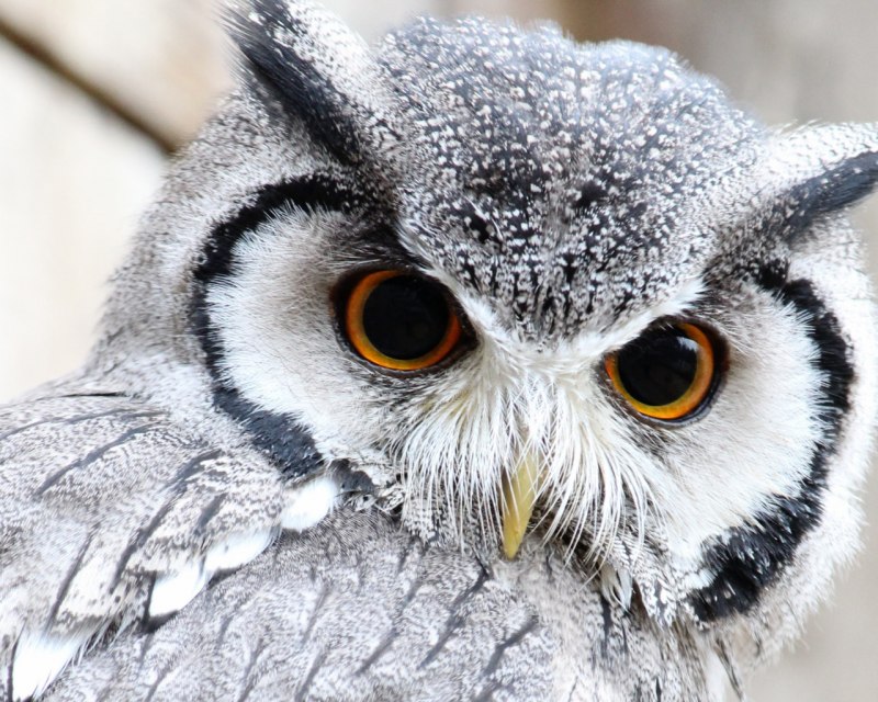 Bubo Bubo перо Филина
