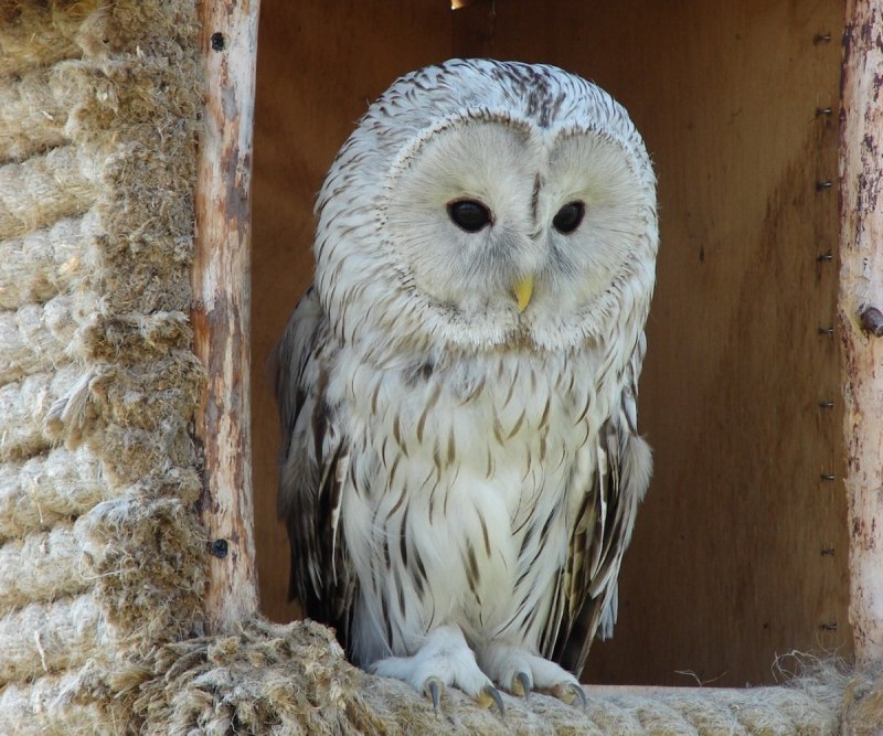 Tawny Owl