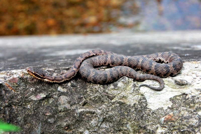 Гадюка Лотиева (Vipera lotievi)