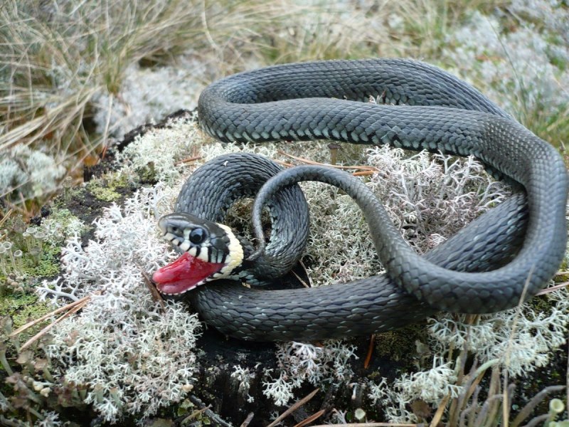 Колючая кустарниковая гадюка (Atheris hispida)