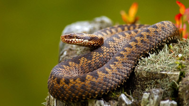Гадюка Никольского (Vipera nikolskii)