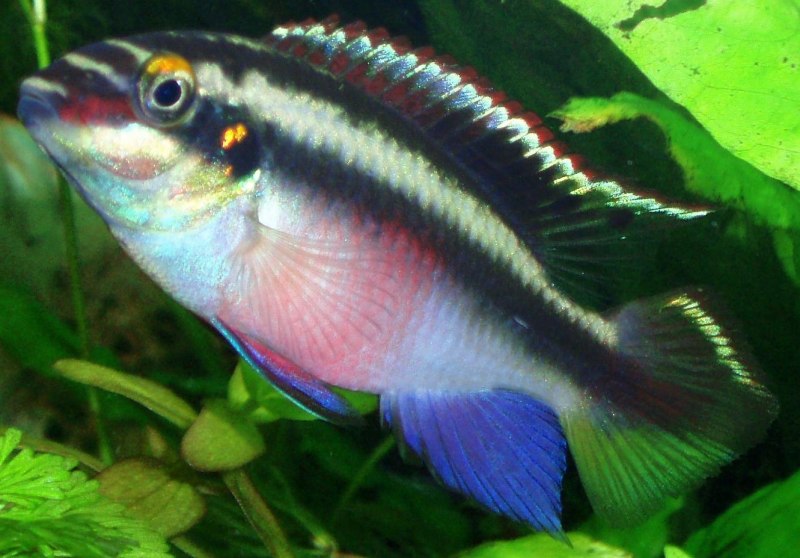 Син. Pelmatochromis Kribensis Boulenger, 1911