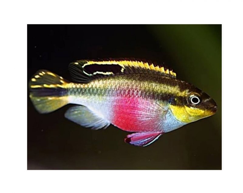 Пельвикахромис тениатус Pelvicachromis taeniatus